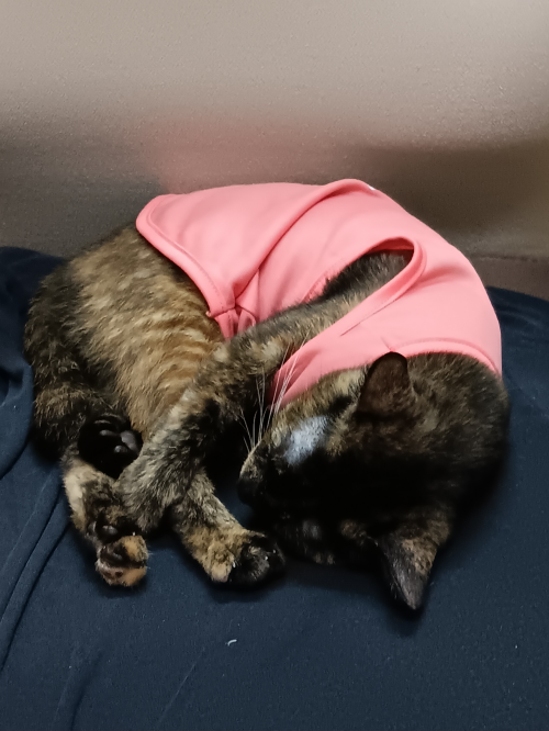 my tortoiseshell cat in a pink shirt curled up on a chair